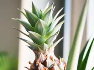 Ananas-plante: Sådan dyrker du din egen ananas-plante