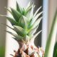 Ananas-plante: Sådan dyrker du din egen ananas-plante